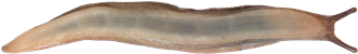 Deroceras agresteÄNGSSNIGEL5,2 × 34,0 mm
